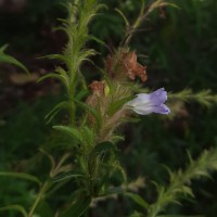 Strobilanthes nigrescens T.Anderson